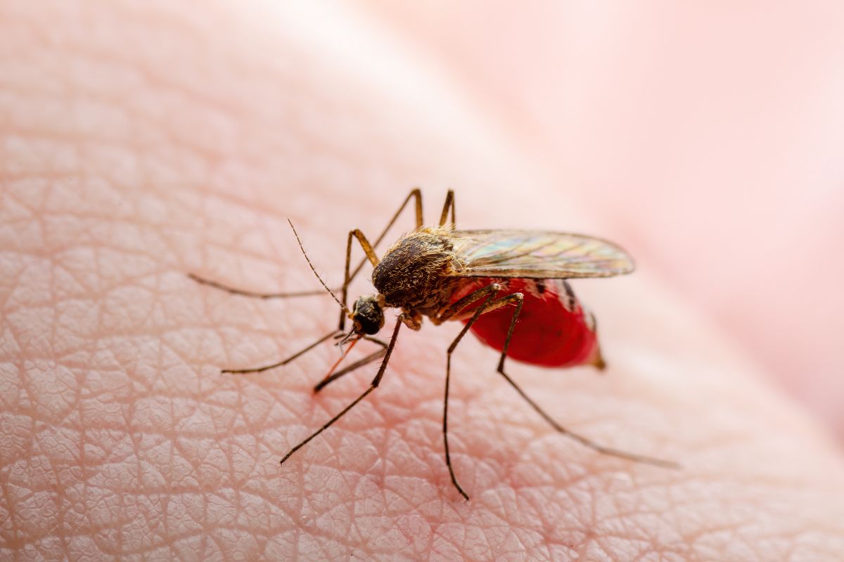 Estudo revela: Zika manipula a pele para intensificar a transmissão 1 Vírus da Zika.