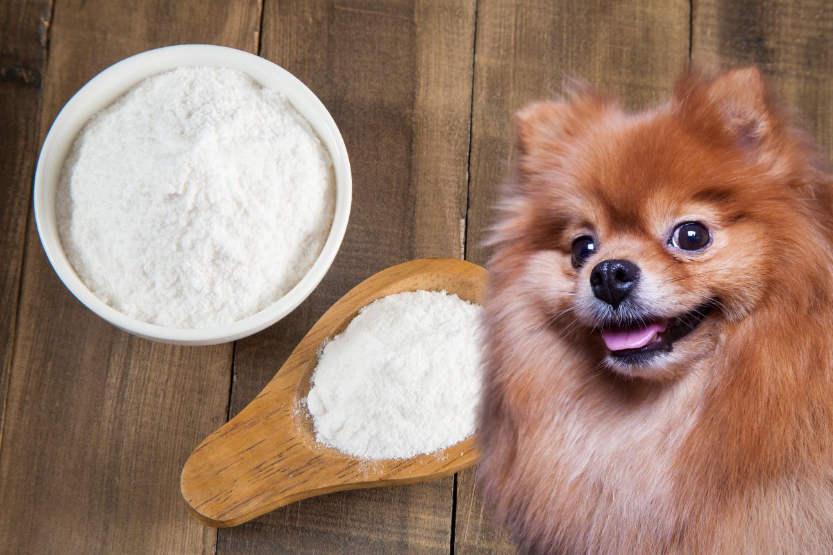 Bicarbonato para dermatite canina é um tratamento caseiro seguro? Entenda 1 Bicarbonato para dermatite canina.