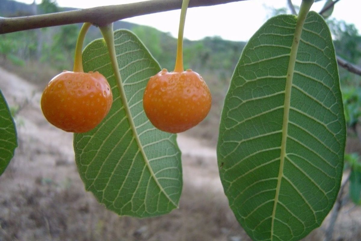 Fruta exótica nativa do cerrado brasileiro é um tesouro nutricional, aponta estudo da USP 1 mama cadela.