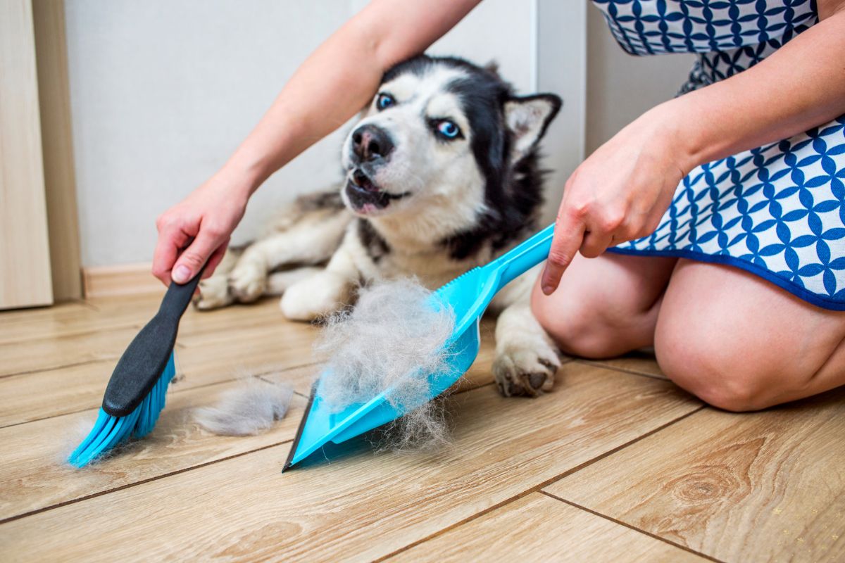 Vitamina para queda de pelo de cachorro: o que você precisa saber 1 vitamina para queda de pelo de cachorro. Foto: Canva PRO
