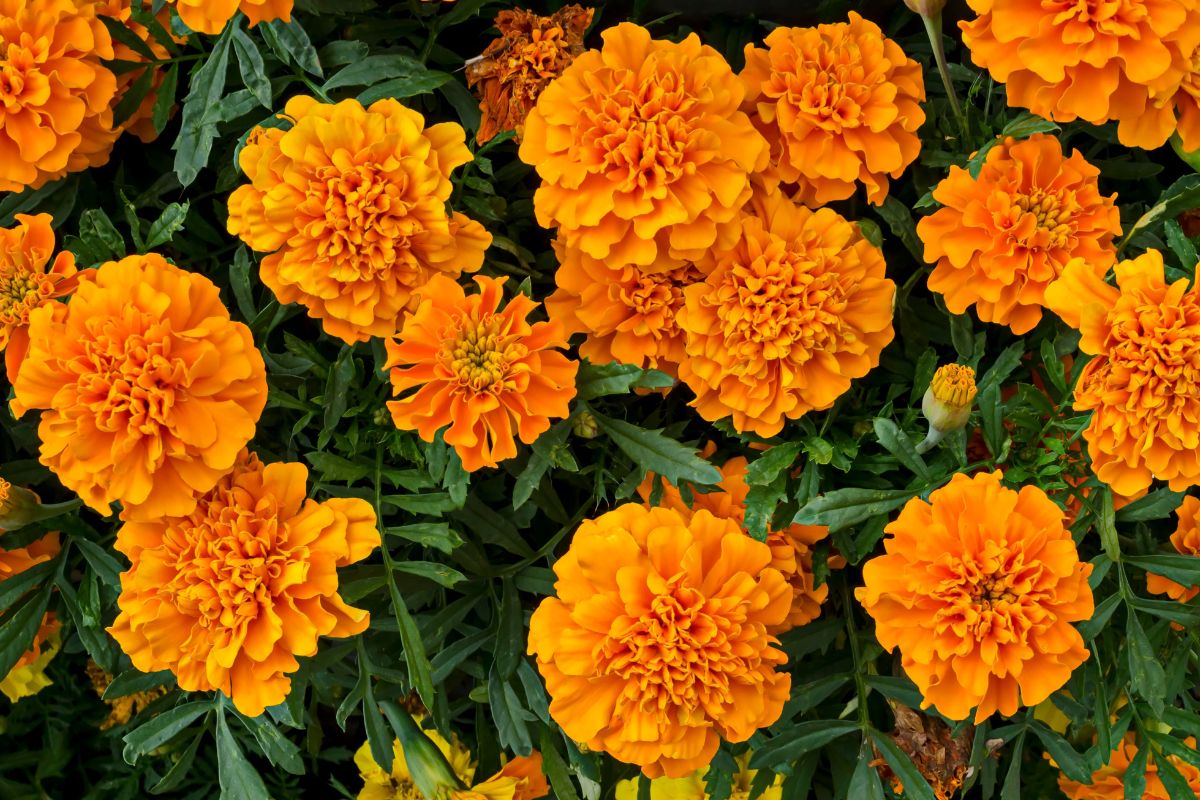 Você comeria flores? A calêndula pode ser o superalimento que faltava na sua dieta 1 Calêndula.