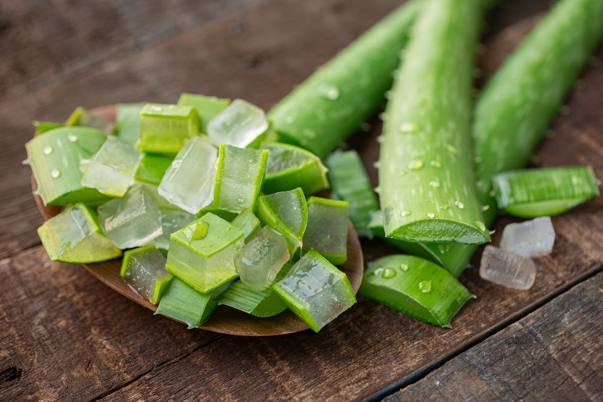 As propriedades medicinais da Aloe vera e seu potencial na saúde, cosméticos e alimentação comprovados pela ciência 1 Aloe vera