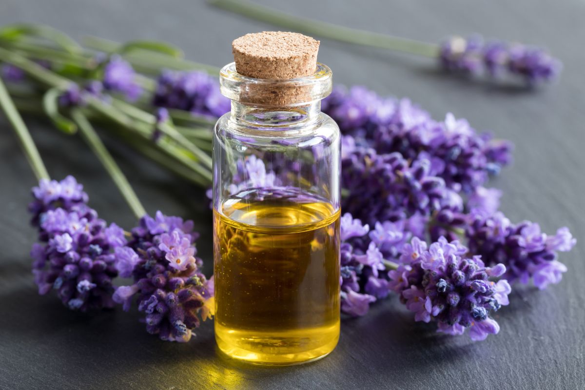 Óleo essencial de lavanda: descubra como ele é essencial para sua saúde e bem-estar 1 Óleo essencial de lavanda.