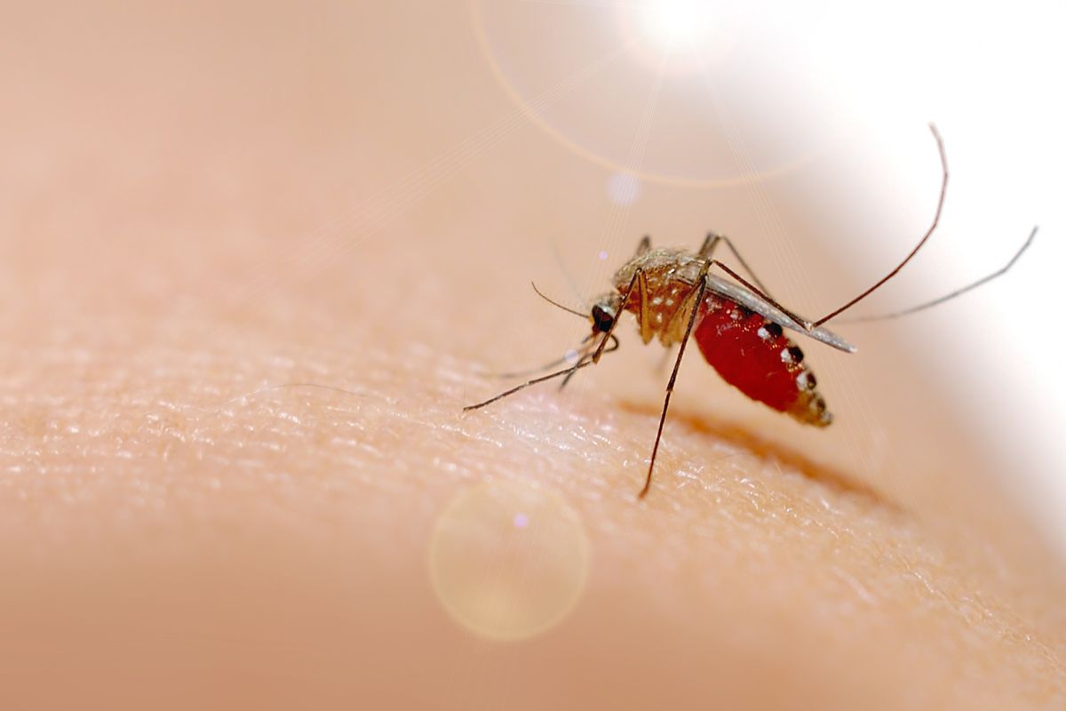 Prevenção de malária: sangue humano vira ‘veneno’ para mosquitos com esse medicamento (aponta estudo) 1 Prevenção de malária.