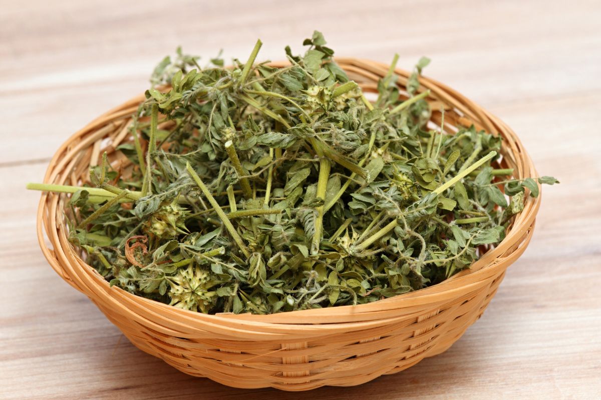 Tribulus Terrestris engorda? Entenda sua relação com o peso corporal 1 Tribulus terrestris engorda.