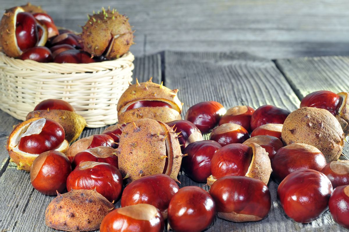Quem tem pressão alta pode tomar castanha-da-índia? A resposta não é tão simples como parece 1 Quem tem pressão alta pode tomar castanha-da-índia? Foto: Canva PRO