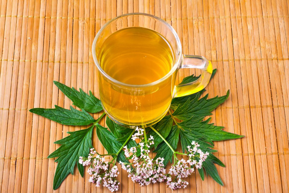 Valeriana é natural? O que você precisa saber sobre essa aliada contra a ansiedade 1 Valeriana é natural.