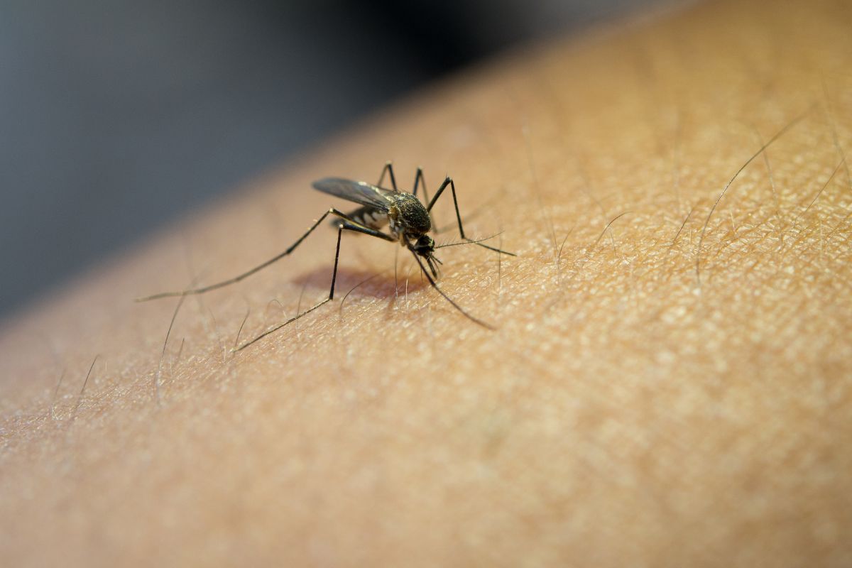 Alerta de febre Oropuche no Brasil: entenda o que é, sintomas e riscos 1 Mosquito Maruim causador da Febre Oropuche.