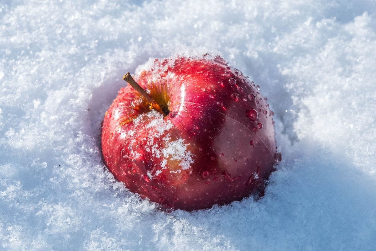 Pode congelar maçã? O que acontece com a fruta e como fazer do jeito certo 1 Pode congelar maçã.